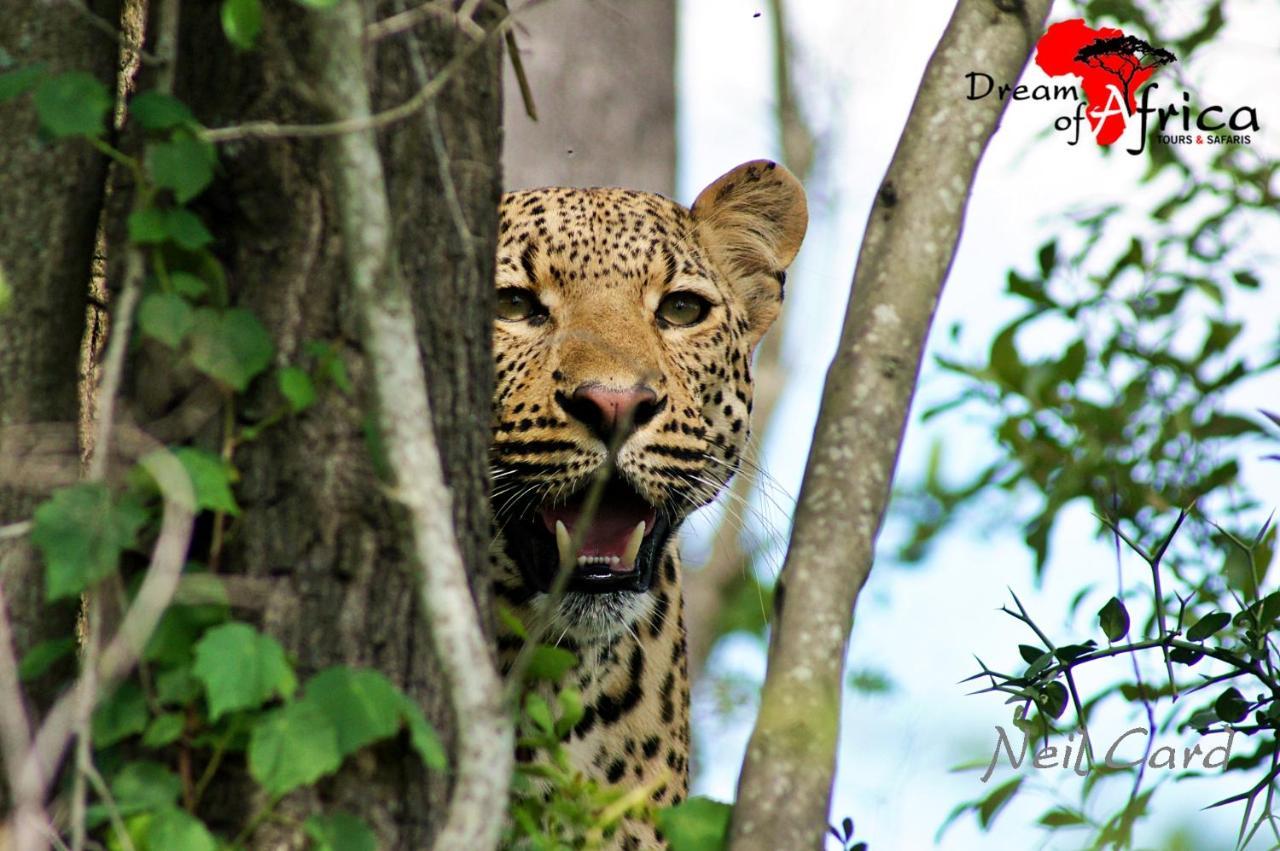 Dream Of Africa Bush Lodge Marloth Park Dış mekan fotoğraf