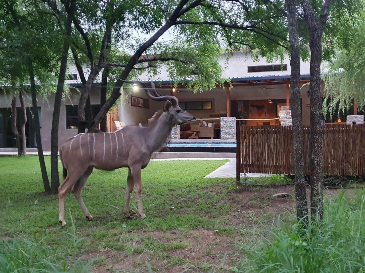 Dream Of Africa Bush Lodge Marloth Park Dış mekan fotoğraf